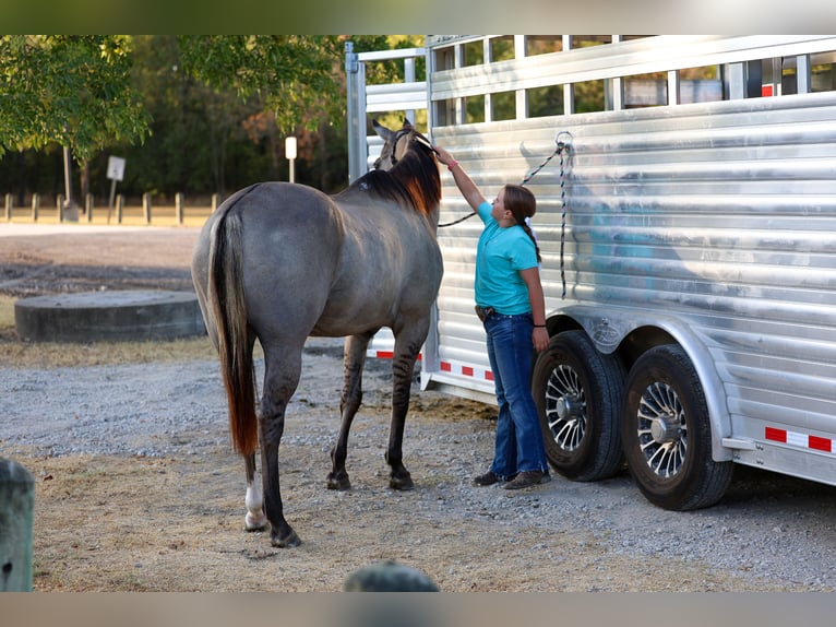 American Quarter Horse Castrone 13 Anni Grullo in Terrell