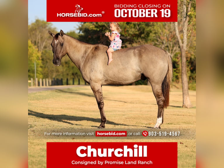 American Quarter Horse Castrone 13 Anni Grullo in Terrell