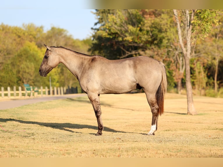 American Quarter Horse Castrone 13 Anni Grullo in Terrell