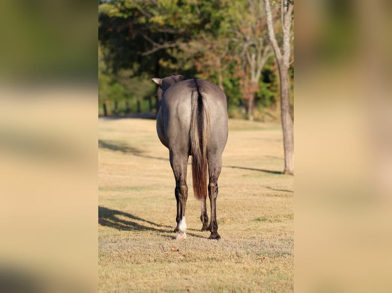 American Quarter Horse Castrone 13 Anni Grullo in Terrell