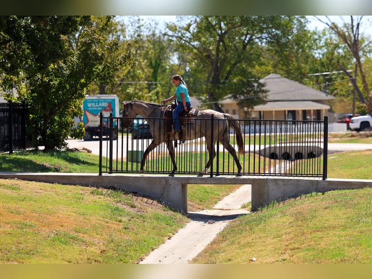 American Quarter Horse Castrone 13 Anni Grullo in Terrell