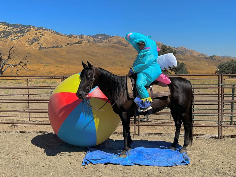 American Quarter Horse Castrone 13 Anni Morello in Bitterwater, CA