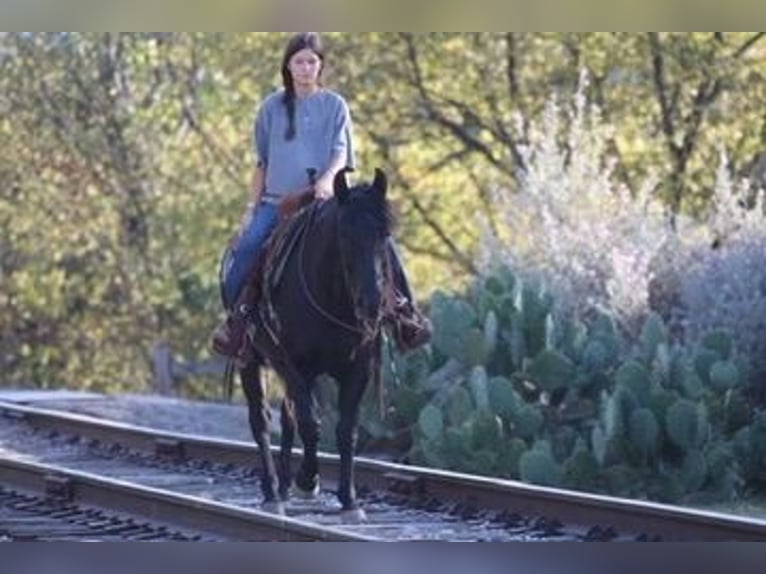 American Quarter Horse Castrone 13 Anni Morello in Mineral Wells TX