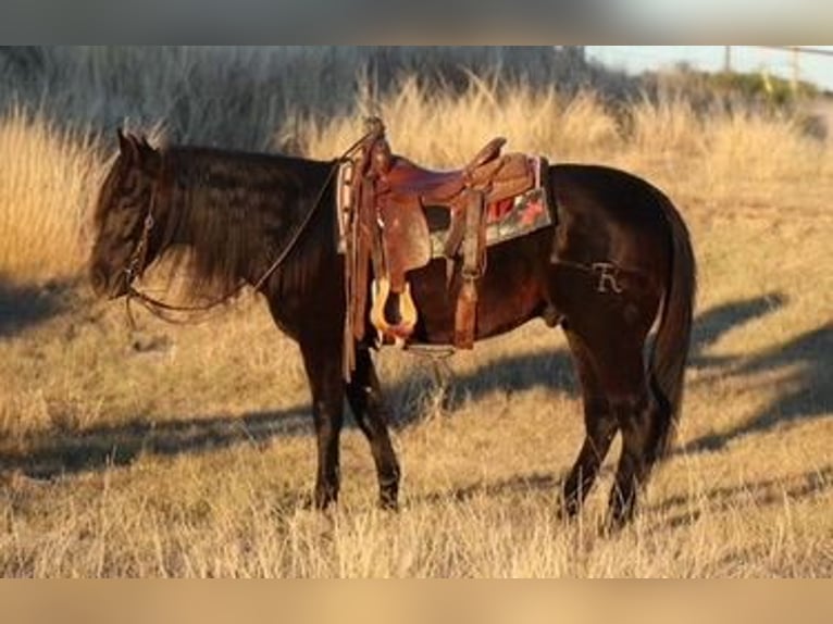 American Quarter Horse Castrone 13 Anni Morello in Mineral Wells TX