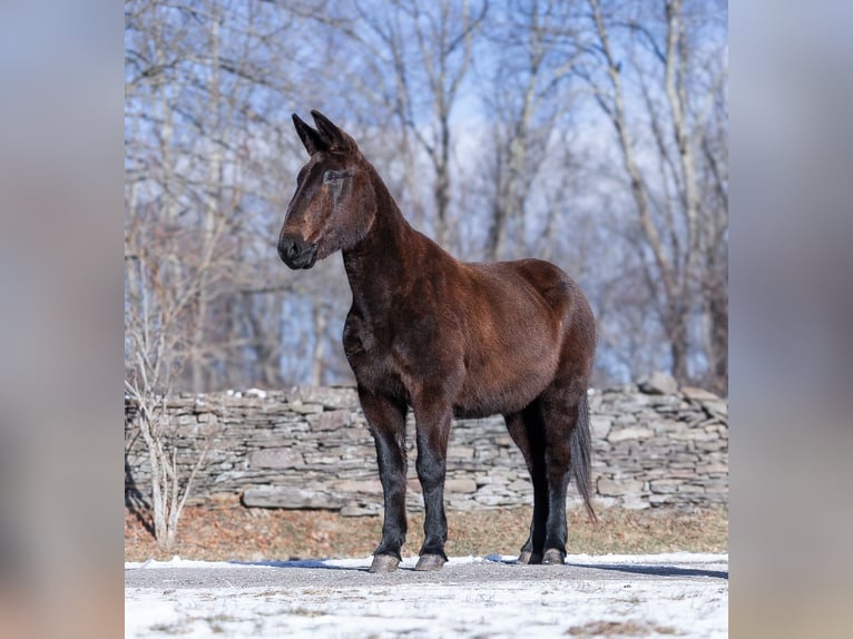 American Quarter Horse Castrone 13 Anni Morello in EVERETT, PA