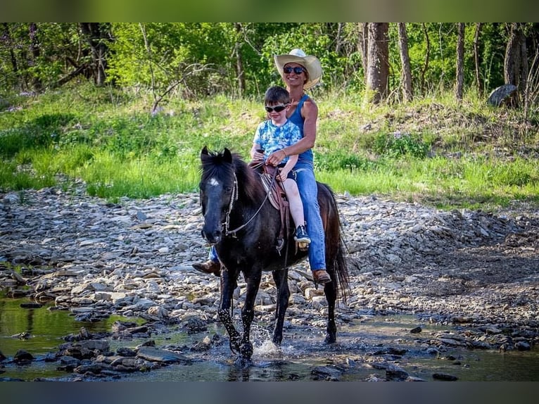 American Quarter Horse Castrone 13 Anni Morello in Hillsboro KY