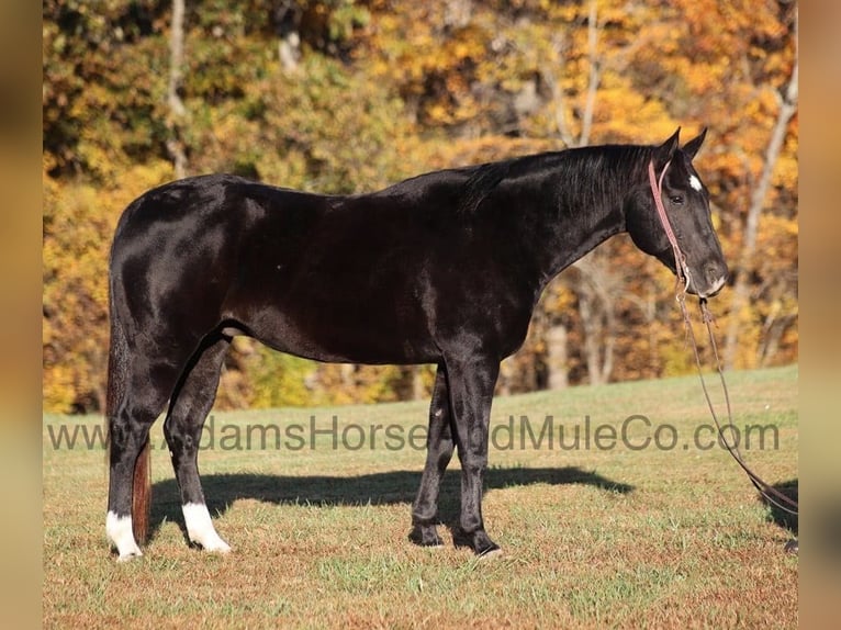 American Quarter Horse Castrone 13 Anni Morello in Mount Vernon