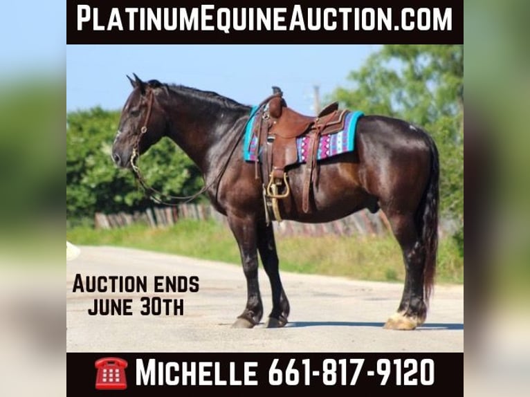 American Quarter Horse Castrone 13 Anni Morello in STEPHENVILLE, TX