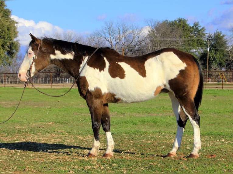 American Quarter Horse Castrone 13 Anni Overo-tutti i colori in Weatherford TX
