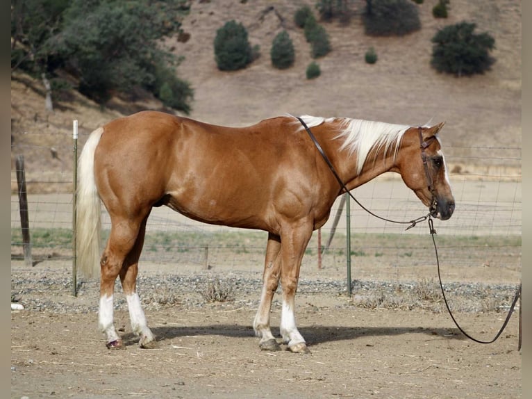 American Quarter Horse Castrone 13 Anni Palomino in Paicines, ca