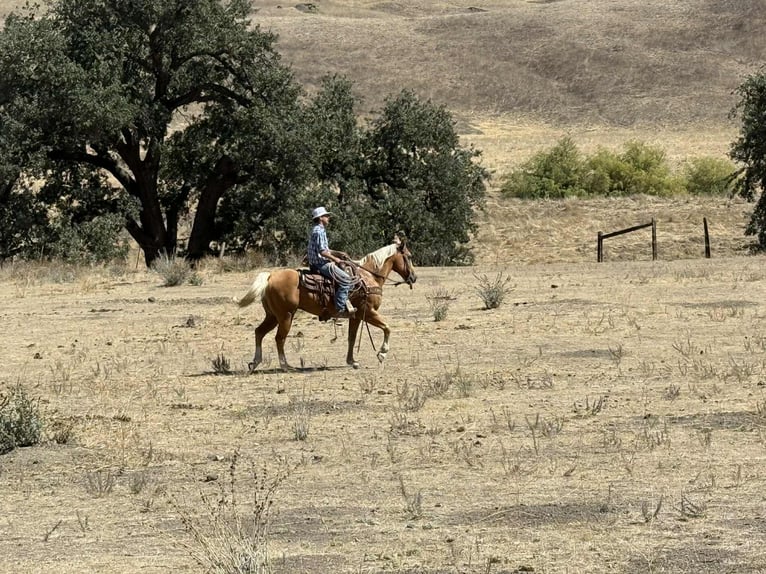 American Quarter Horse Castrone 13 Anni Palomino in Paicines, ca