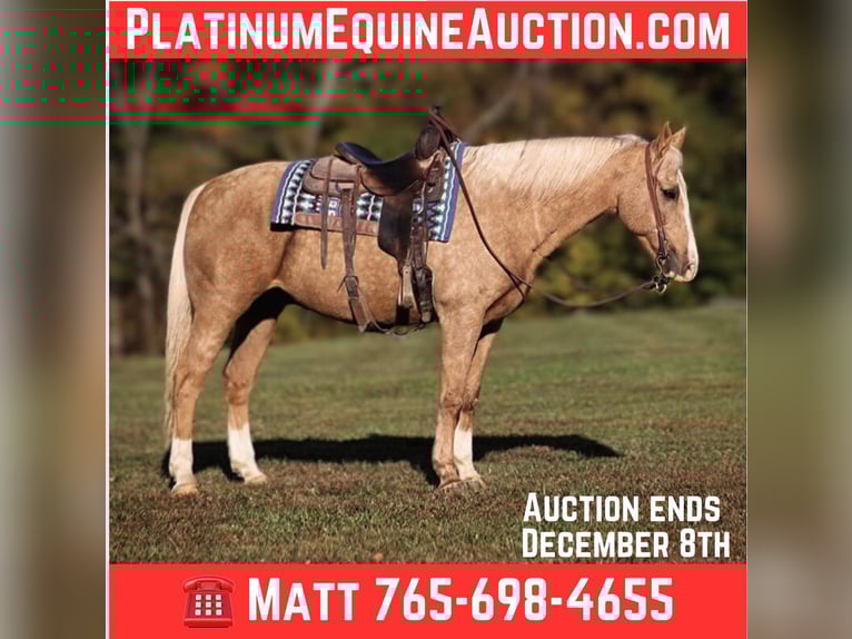 American Quarter Horse Castrone 13 Anni Palomino in Brodhead, KY