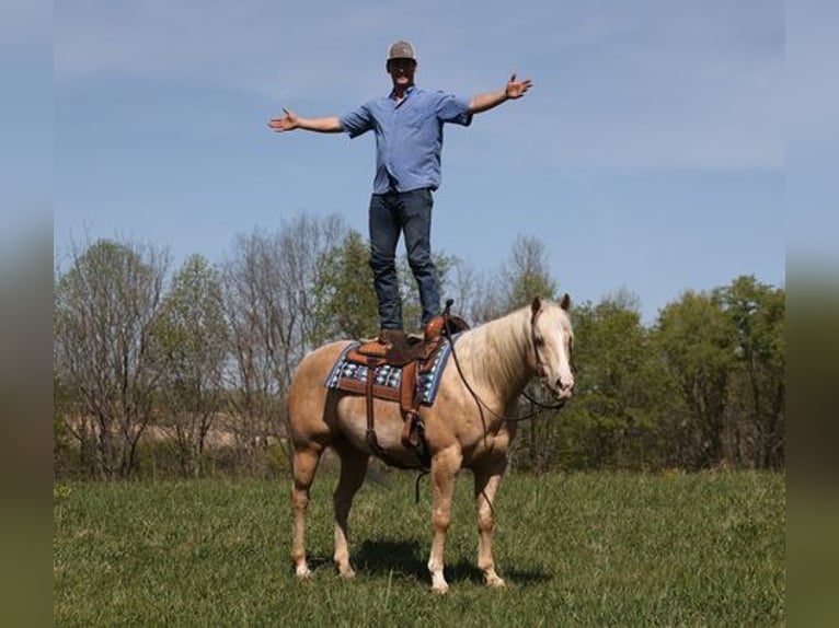 American Quarter Horse Castrone 13 Anni Palomino in Mount Vernon, KY