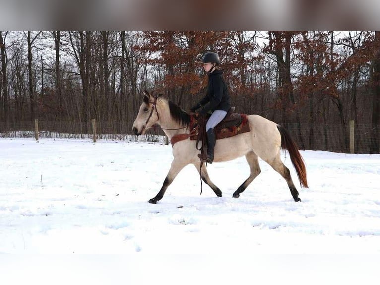 American Quarter Horse Castrone 13 Anni Pelle di daino in Howell MI