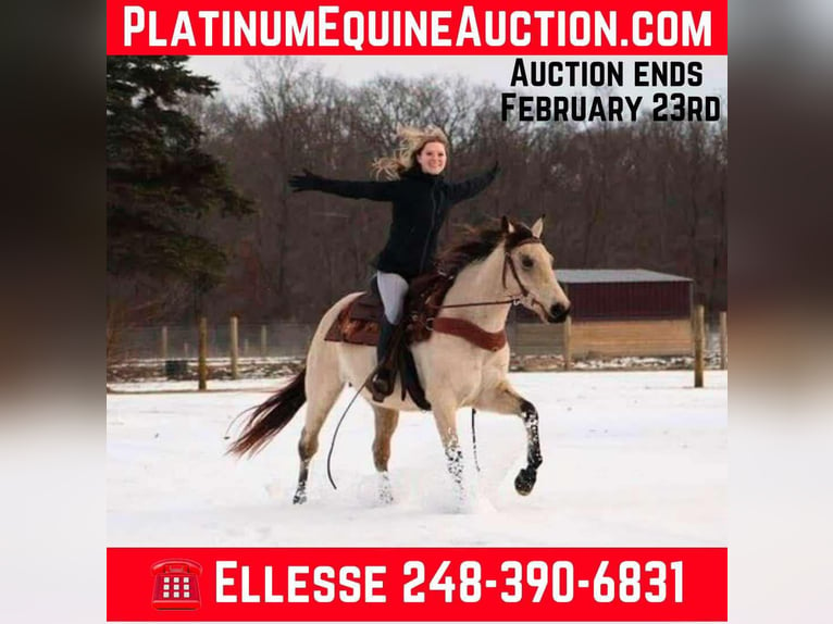 American Quarter Horse Castrone 13 Anni Pelle di daino in Howell MI