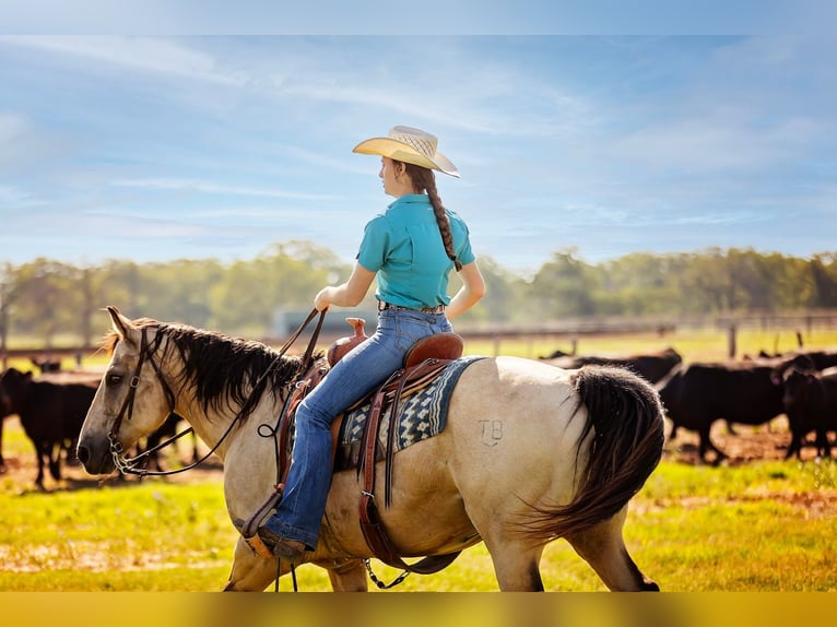 American Quarter Horse Castrone 13 Anni Pelle di daino in Fredericksburg