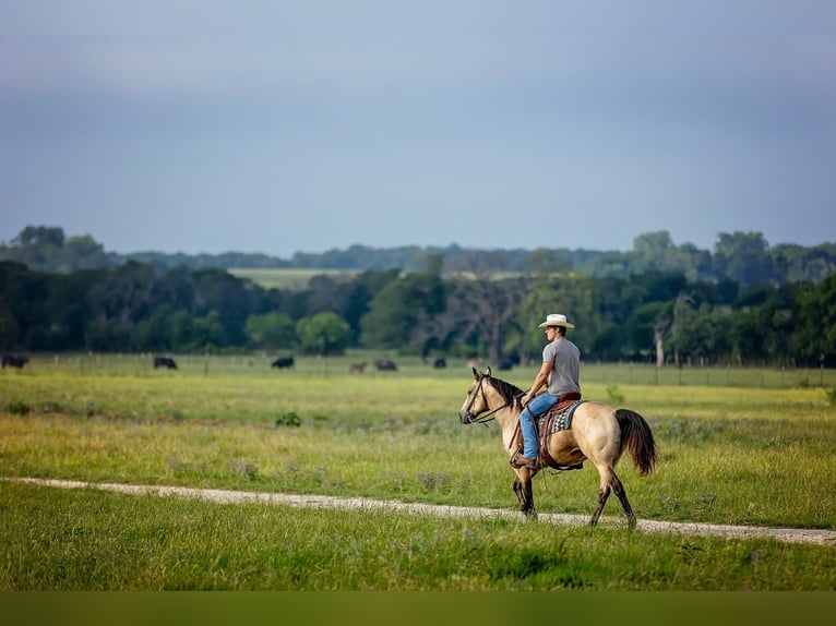 American Quarter Horse Castrone 13 Anni Pelle di daino in Fredericksburg