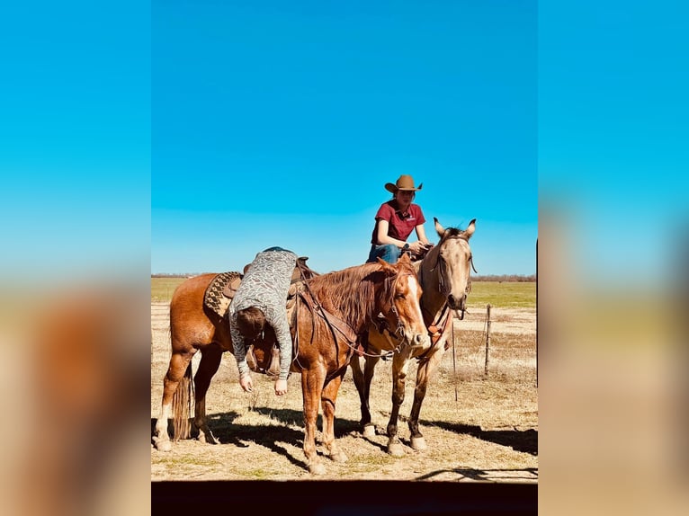 American Quarter Horse Castrone 13 Anni Pelle di daino in Fredericksburg