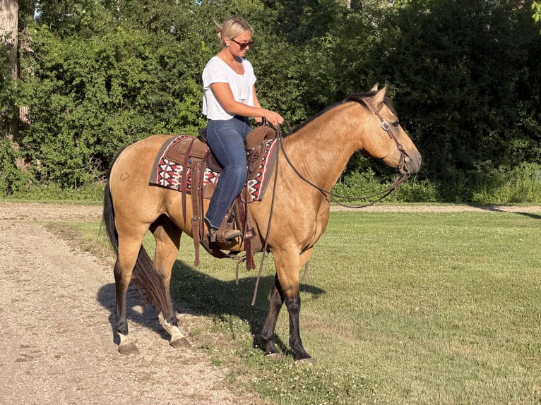 American Quarter Horse Castrone 13 Anni Pelle di daino in Cannon Falls