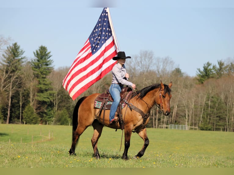 American Quarter Horse Castrone 13 Anni Pelle di daino in Clarion