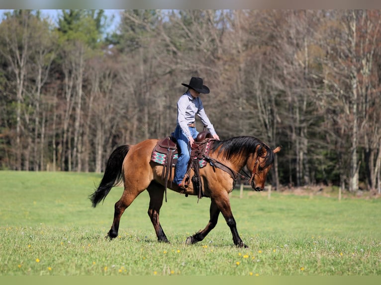American Quarter Horse Castrone 13 Anni Pelle di daino in Clarion