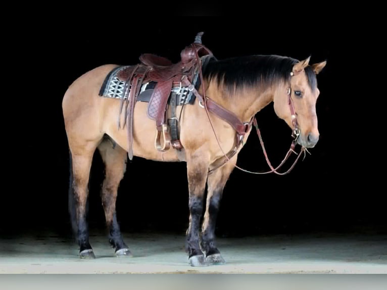 American Quarter Horse Castrone 13 Anni Pelle di daino in Clarion