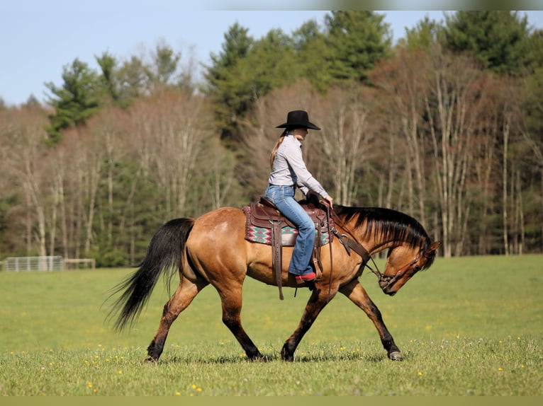 American Quarter Horse Castrone 13 Anni Pelle di daino in Clarion