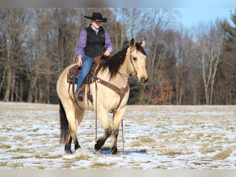 American Quarter Horse Mix Castrone 13 Anni Pelle di daino in Clarion, PA