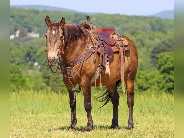 American Quarter Horse Castrone 13 Anni Pelle di daino in Clarion, PA