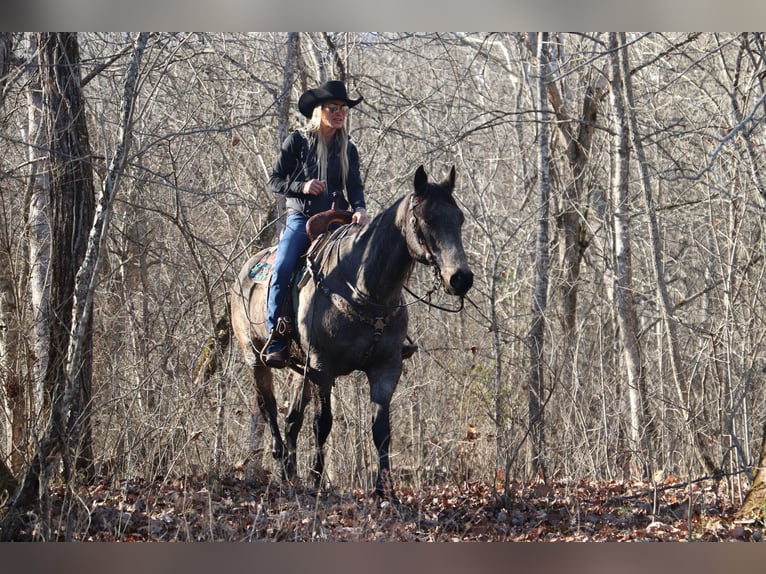 American Quarter Horse Castrone 13 Anni Pelle di daino in Flemingsburg, KY