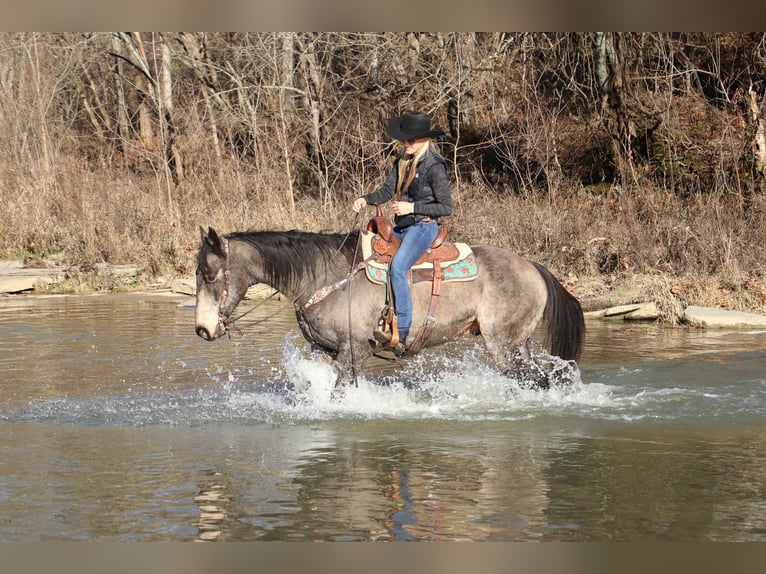 American Quarter Horse Castrone 13 Anni Pelle di daino in Flemingsburg, KY