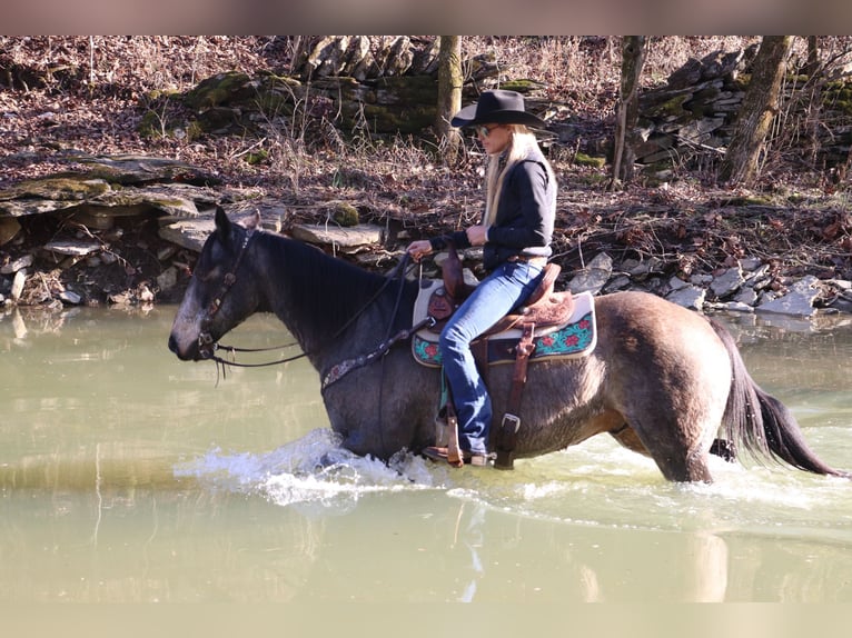 American Quarter Horse Castrone 13 Anni Pelle di daino in Flemingsburg, KY