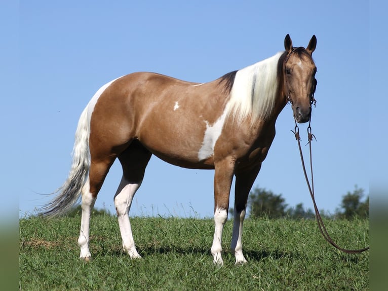 American Quarter Horse Castrone 13 Anni Pelle di daino in Mount Vernon KY
