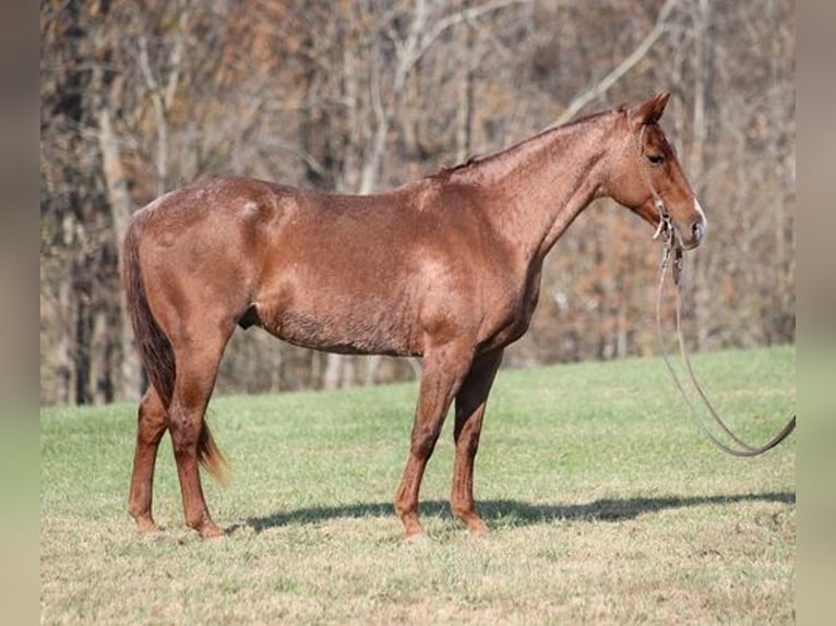 American Quarter Horse Castrone 13 Anni Roano rosso in Somerset, KY