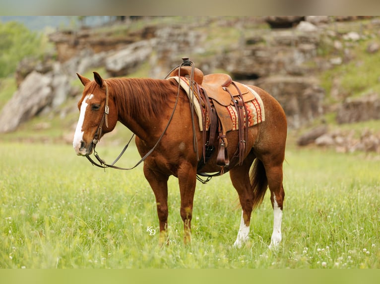 American Quarter Horse Castrone 13 Anni Roano rosso in Quitman