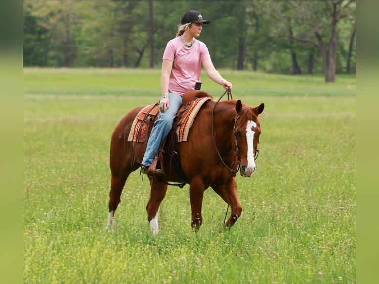 American Quarter Horse Castrone 13 Anni Roano rosso in Quitman
