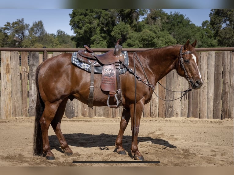 American Quarter Horse Castrone 13 Anni Sauro ciliegia in Murrieta, CA