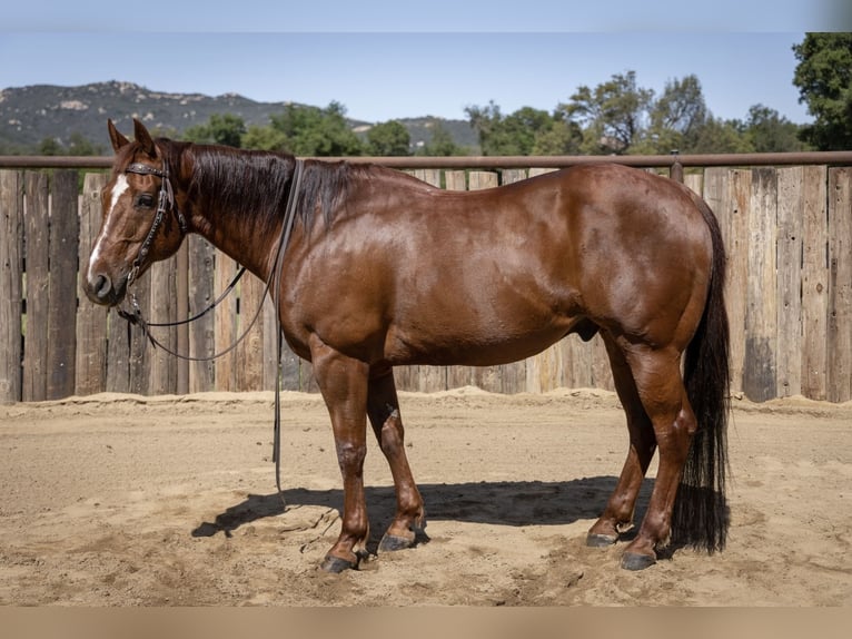 American Quarter Horse Castrone 13 Anni Sauro ciliegia in Murrieta, CA