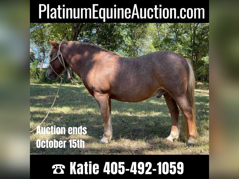 American Quarter Horse Castrone 13 Anni Sauro ciliegia in Brierfield, AL