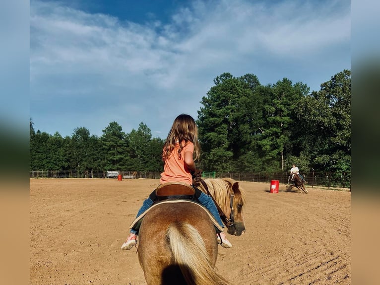 American Quarter Horse Castrone 13 Anni Sauro ciliegia in Brierfield, AL