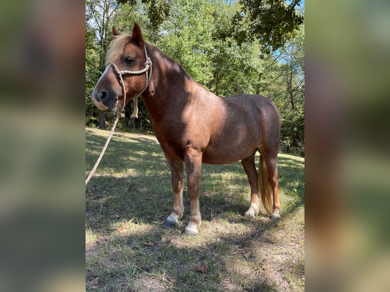 American Quarter Horse Castrone 13 Anni Sauro ciliegia in Brierfield, AL