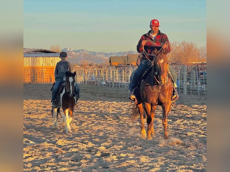 American Quarter Horse Castrone 13 Anni Sauro ciliegia in Rigby