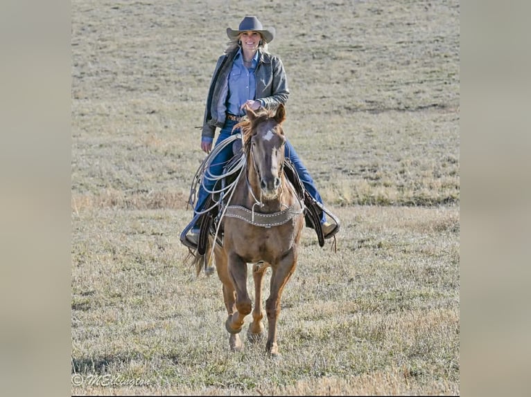 American Quarter Horse Castrone 13 Anni Sauro ciliegia in Rigby