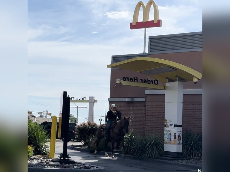 American Quarter Horse Castrone 13 Anni Sauro scuro in Weatherford TX
