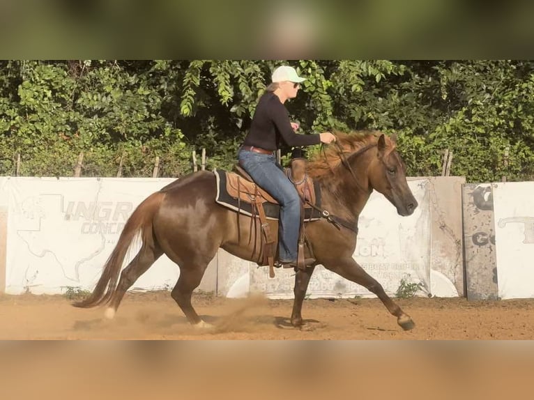 American Quarter Horse Castrone 13 Anni Sauro scuro in Weatherford TX
