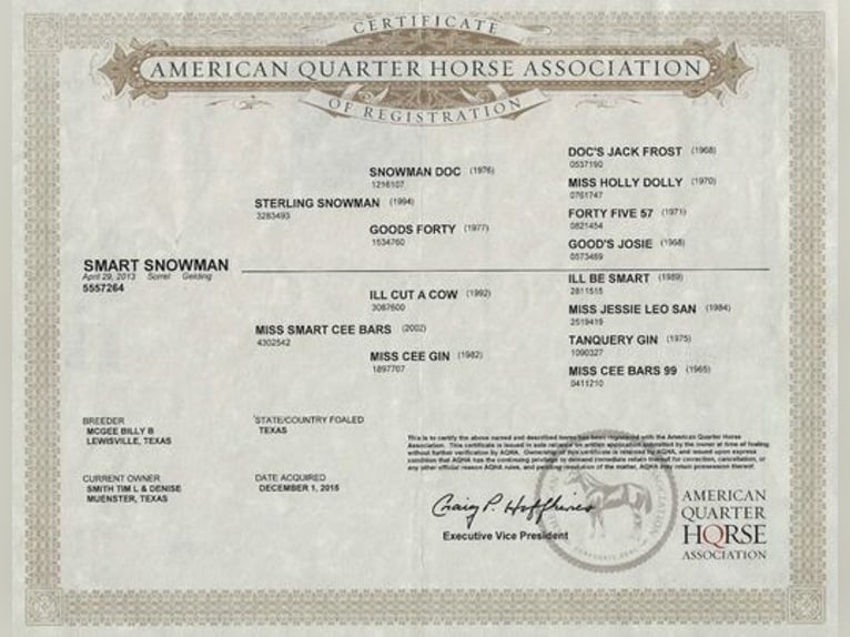 American Quarter Horse Castrone 13 Anni Sauro scuro in WEATHERFORD, TX