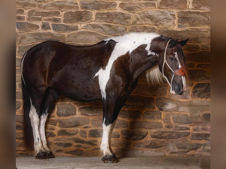 American Quarter Horse Castrone 13 Anni Tobiano-tutti i colori in Everette PA