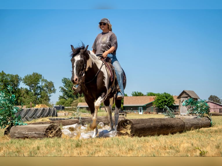 American Quarter Horse Castrone 13 Anni Tobiano-tutti i colori in Lodi CA