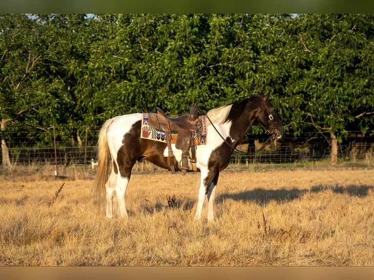 American Quarter Horse Castrone 13 Anni Tobiano-tutti i colori in Lodi CA