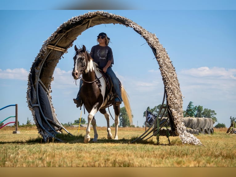 American Quarter Horse Castrone 13 Anni Tobiano-tutti i colori in Lodi CA